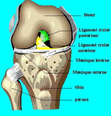 Shéma du genou