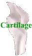 Cartilage