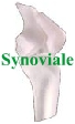 Questions sur la synoviale